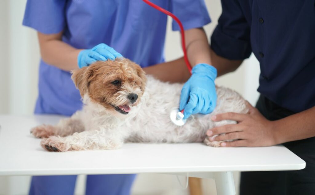 Shih Tzu at the vet on exam table.