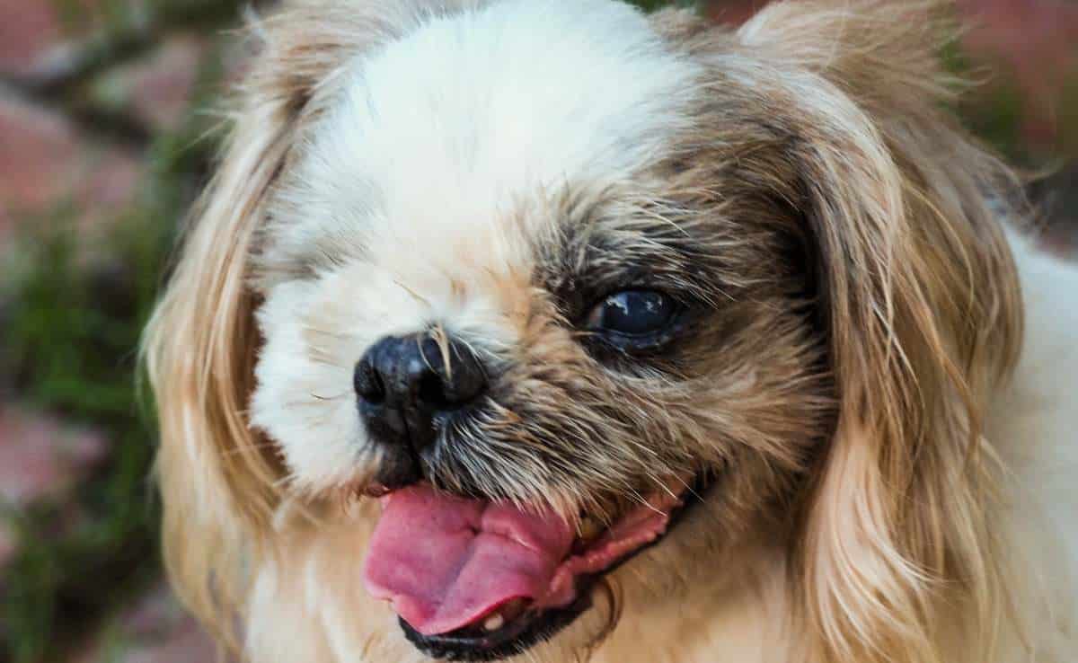 Shih Tzu, blind dog smiling