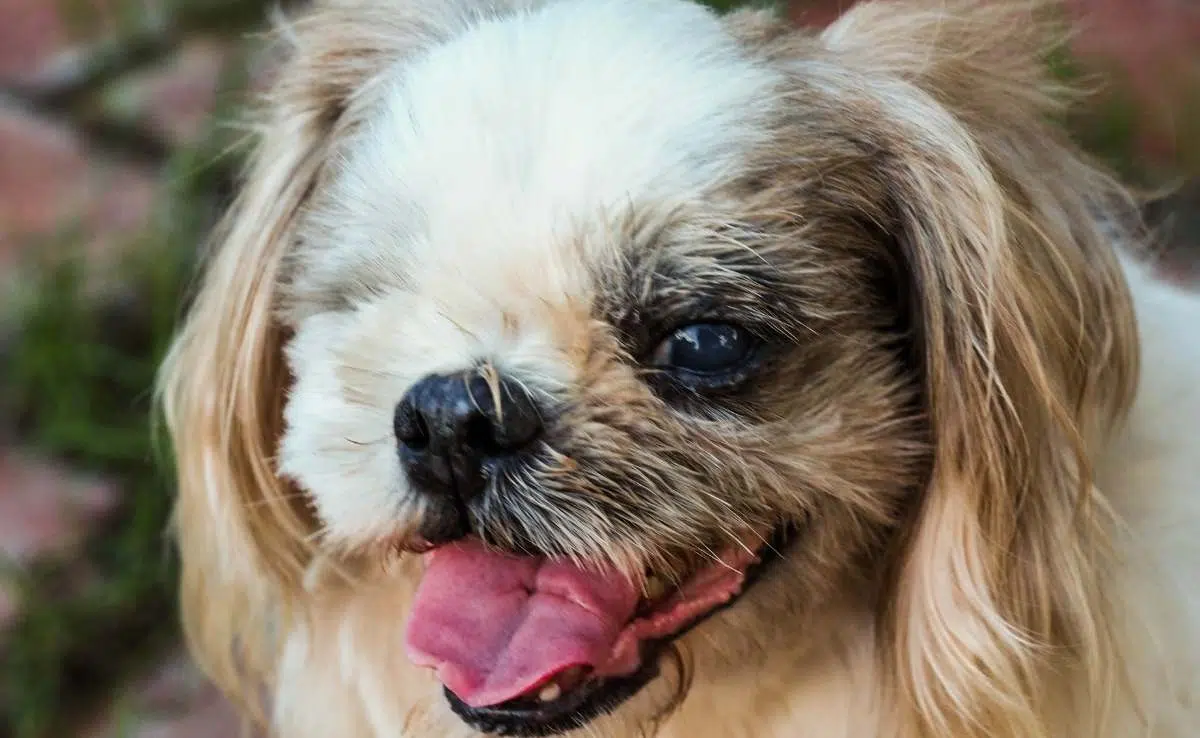 Shih Tzu, blinde hond die lacht