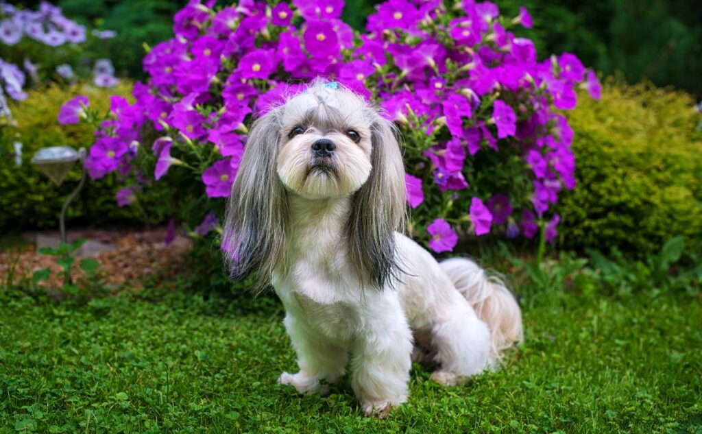Shih Tzu dog in garden with violet flowers.