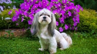 Shih Tzu dog in garden with violet flowers.