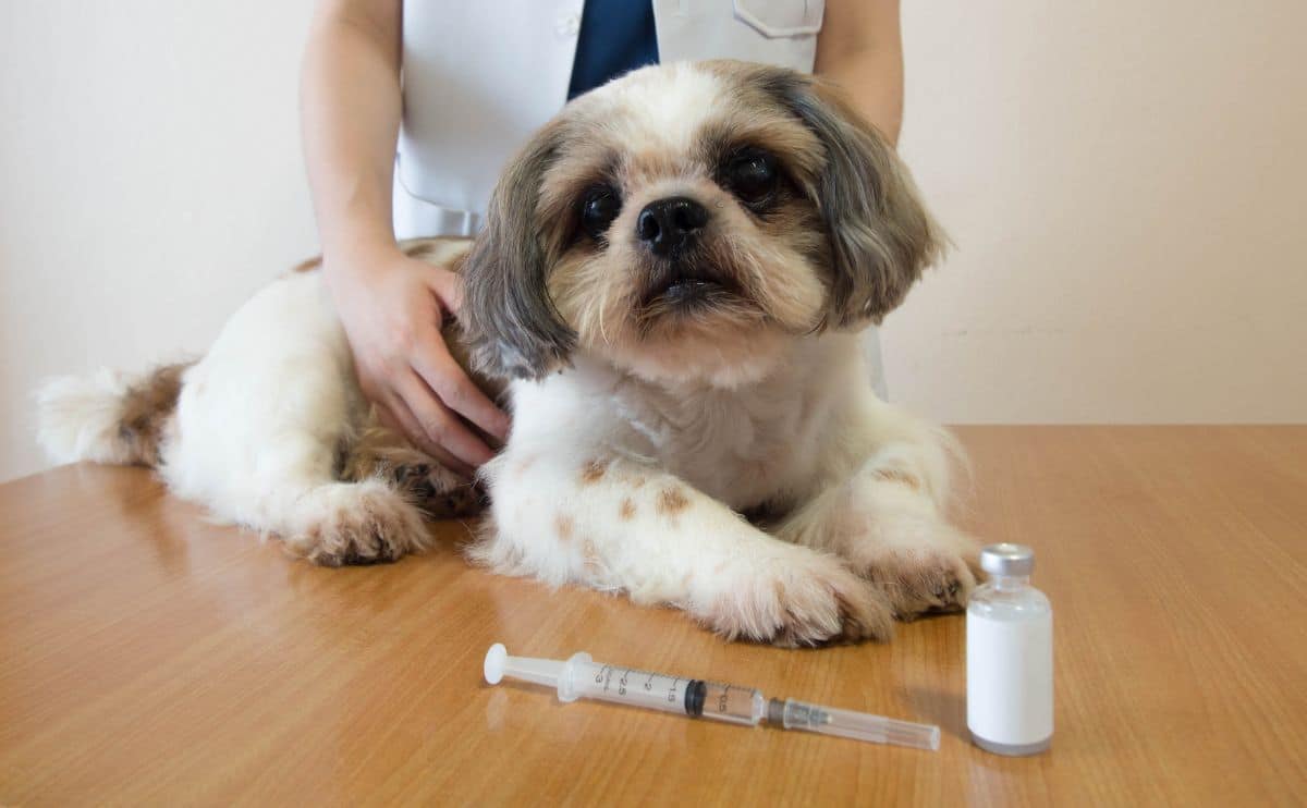 A Shih Tzu dog preparing for vaccine injection with medical vial and syringe on wood table at veterinary clinic