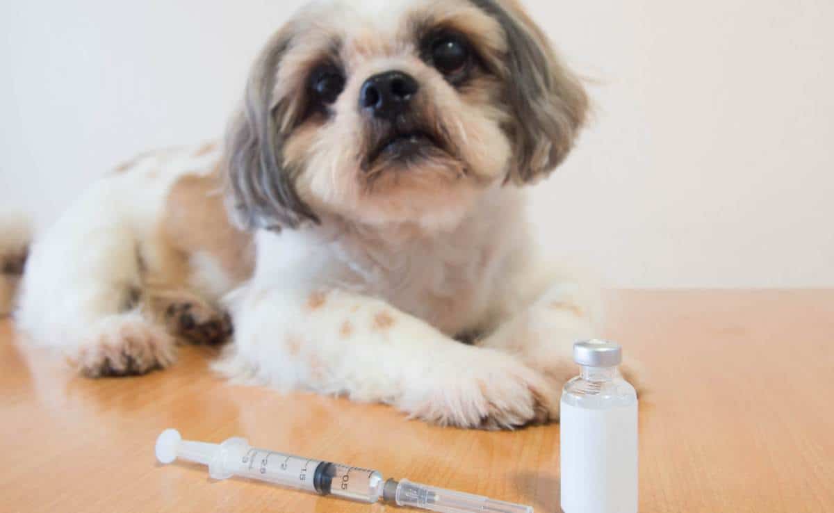 Shih Tzu dog preparing for vaccine injection with medical vial and syringe on wood table at veterinary clinic.