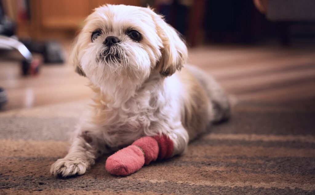 Shih Tzu laying on the floor with with cast on paw.
