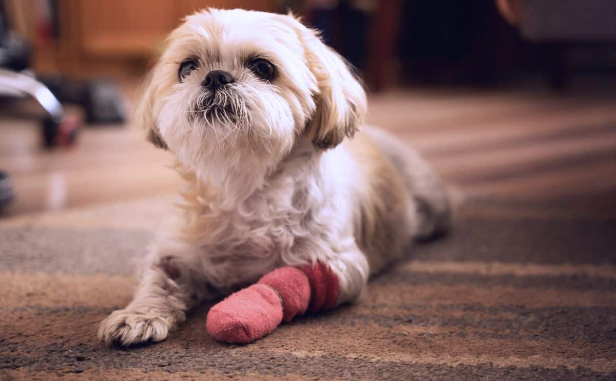 Shih Tzu laying on the floor with with cast on paw.