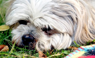 Shih Tzu