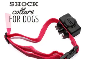 my dog training collar