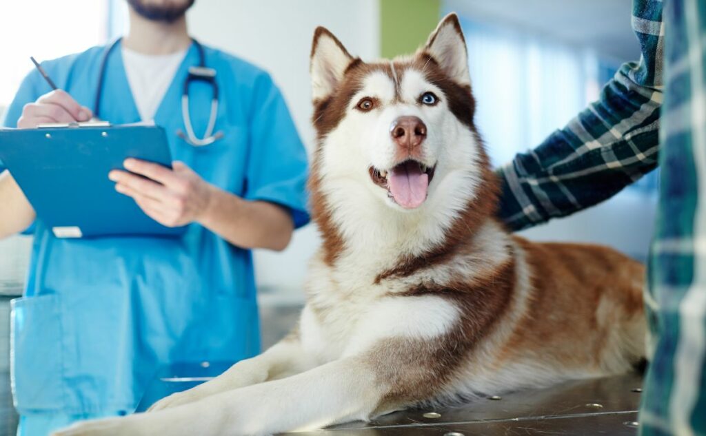 Siiberian Husky at the vet.