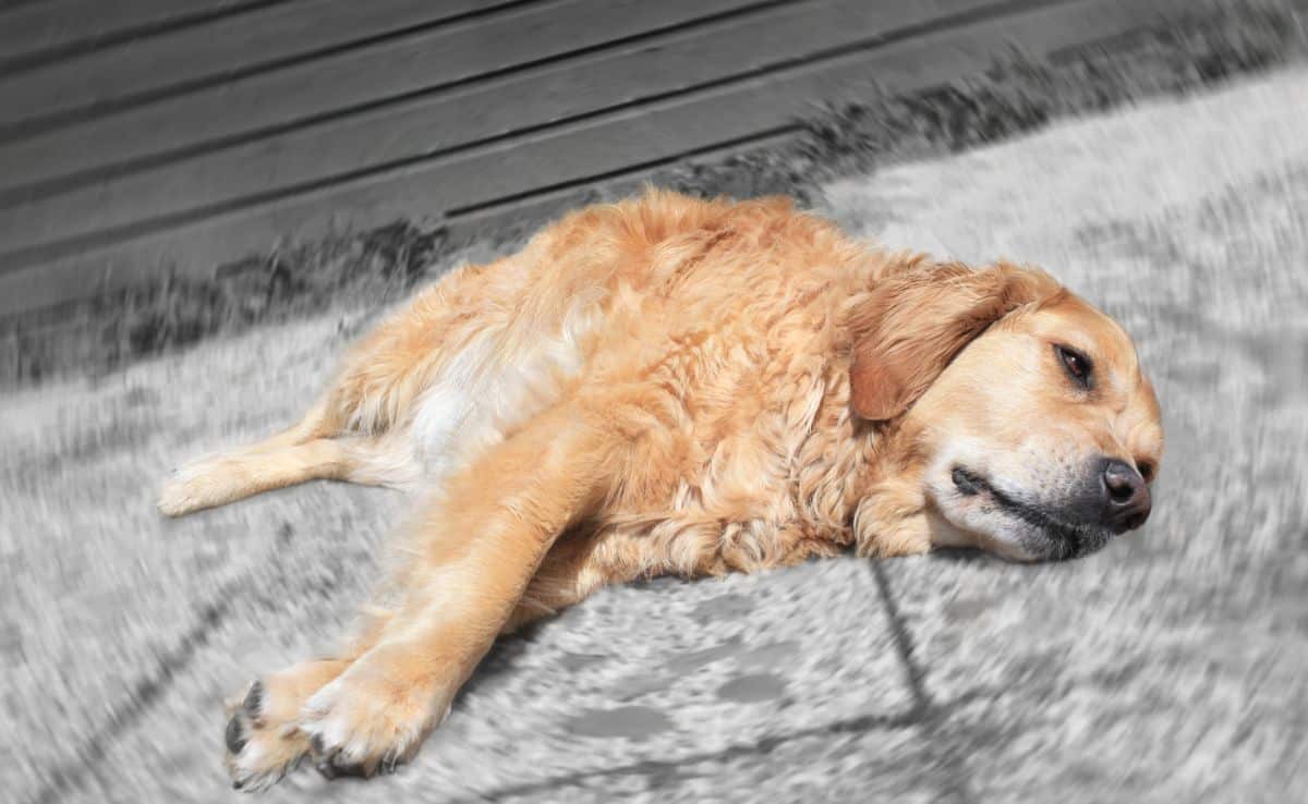 sick Golden Retriever laying on ground