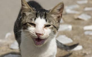 Grey tabby and white Cat meowing