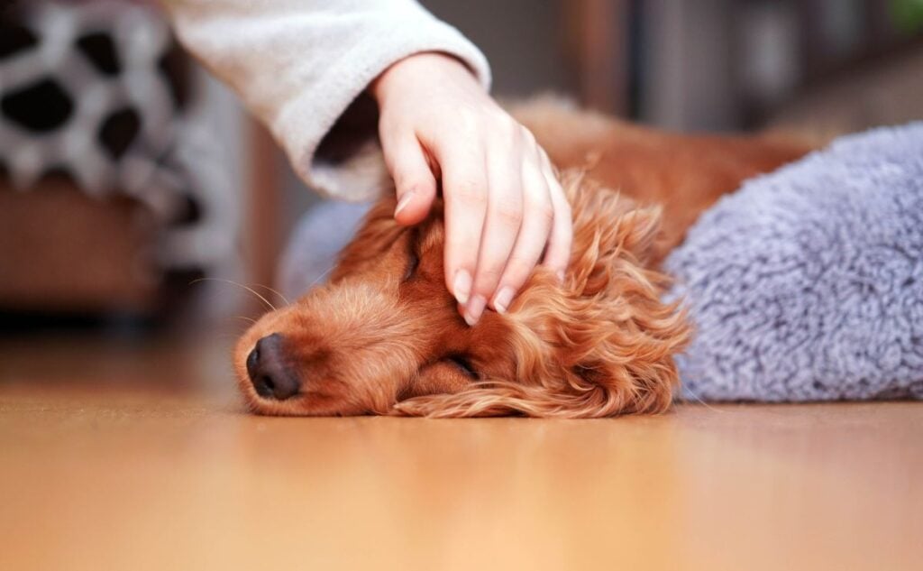 Sick dog laying on side.