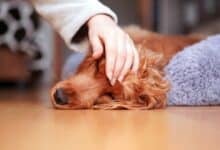 Sick dog laying on side.