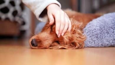 Sick dog laying on side.
