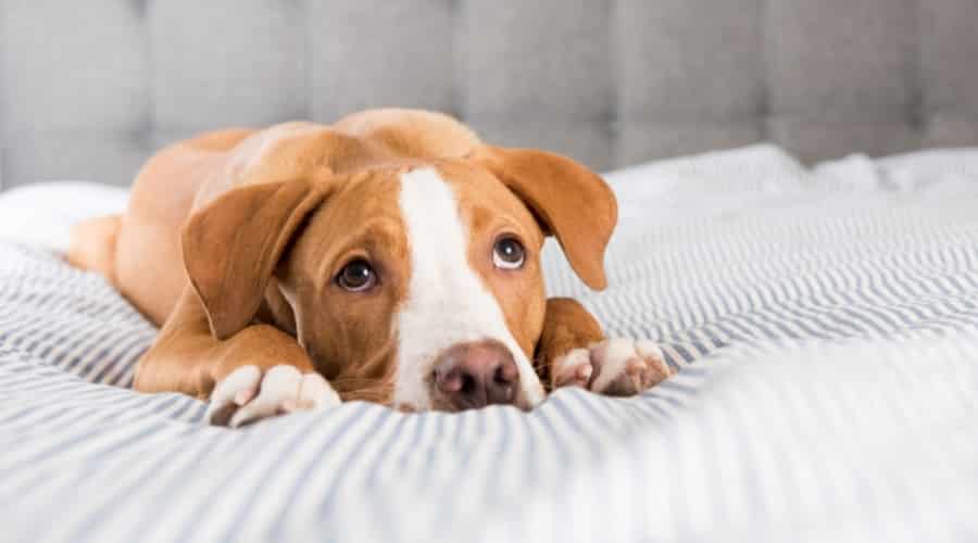 Sick dog laying on the bed.