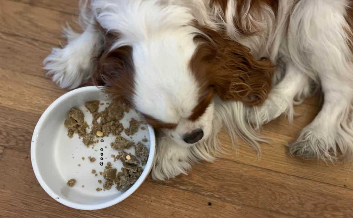 sick dog laying on the floor next to bowl of food not eating or taking pills in the food