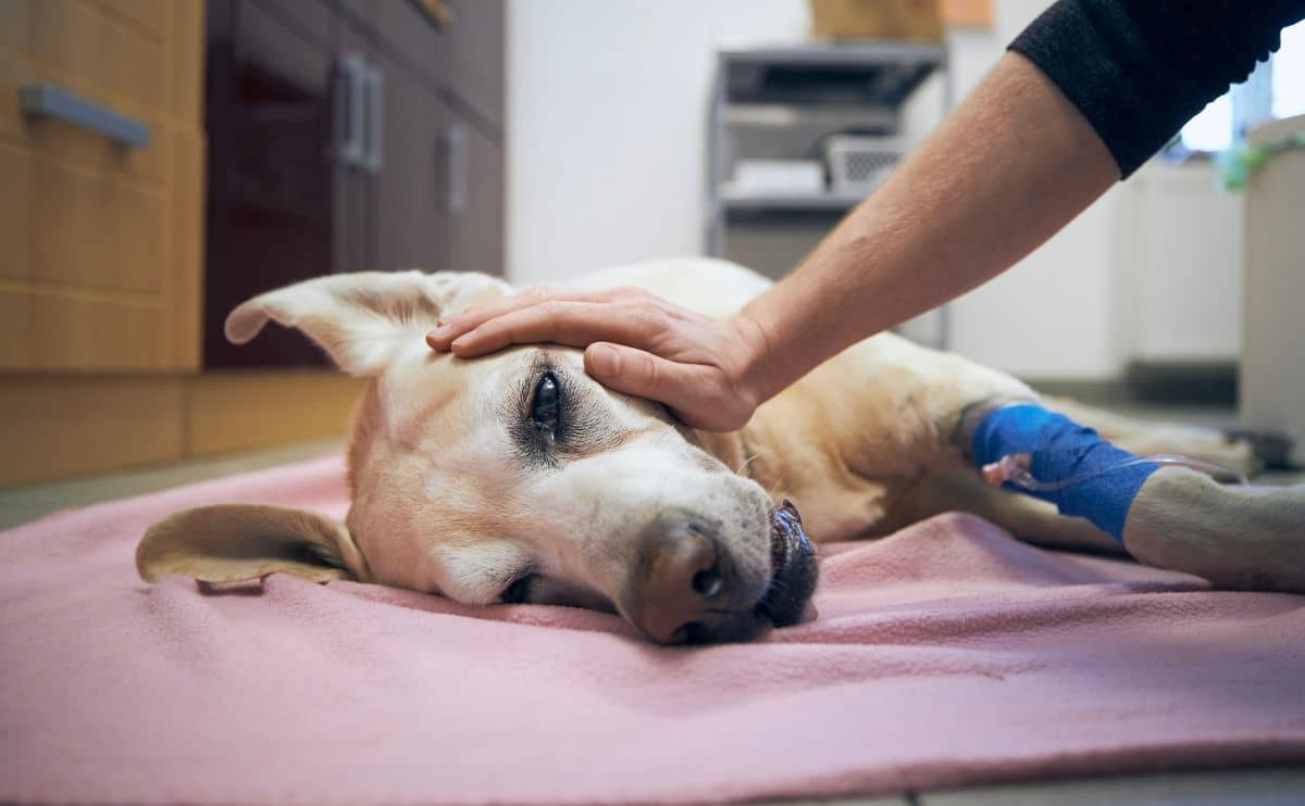 A sick dog laying on vet's examination table with the vet's hands on the dog's face