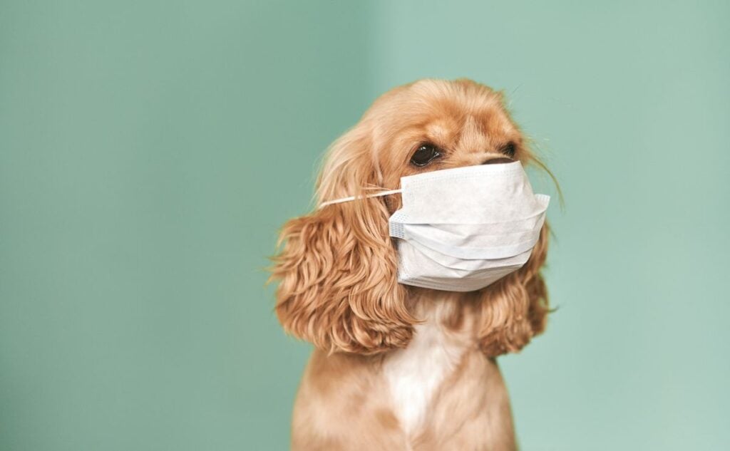 Sick dog with face mask on.