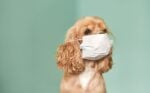 Sick dog with face mask on.
