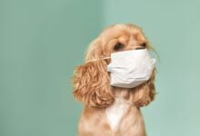 Sick dog with face mask on.
