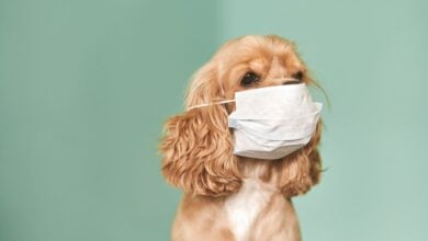 Sick dog with face mask on.