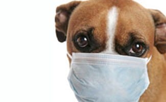 parvo in puppy parvo in dogs warning signs and prevention of parvovirus parvo in puppy parvo in dogs warning signs and prevention of parvovirus