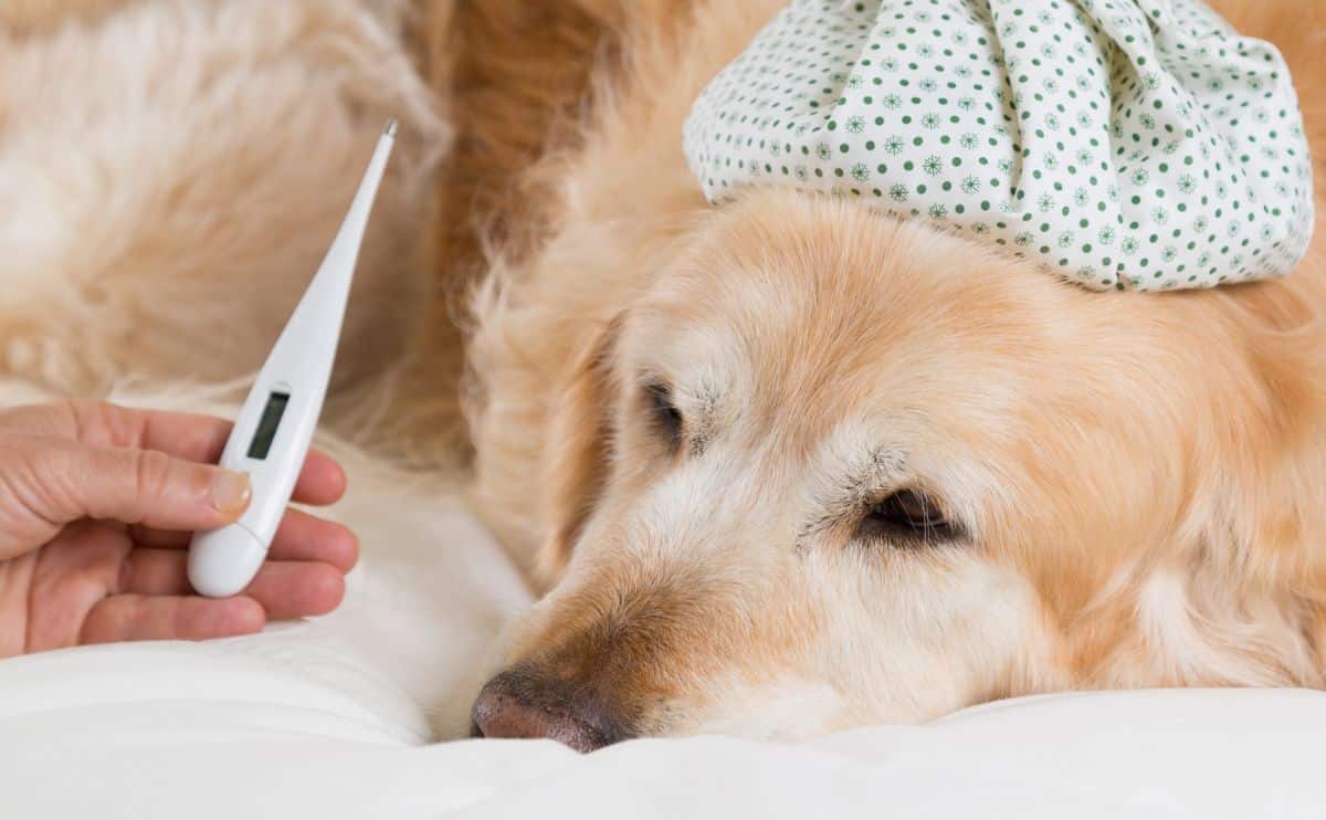 Sick golden dog with ice pack on head and person with thermometer.