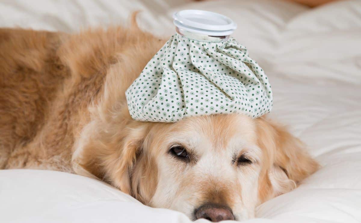 Sick golden retriever laying on bed with ice pack on head.