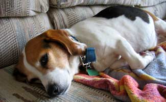 Sick Beagle on couch