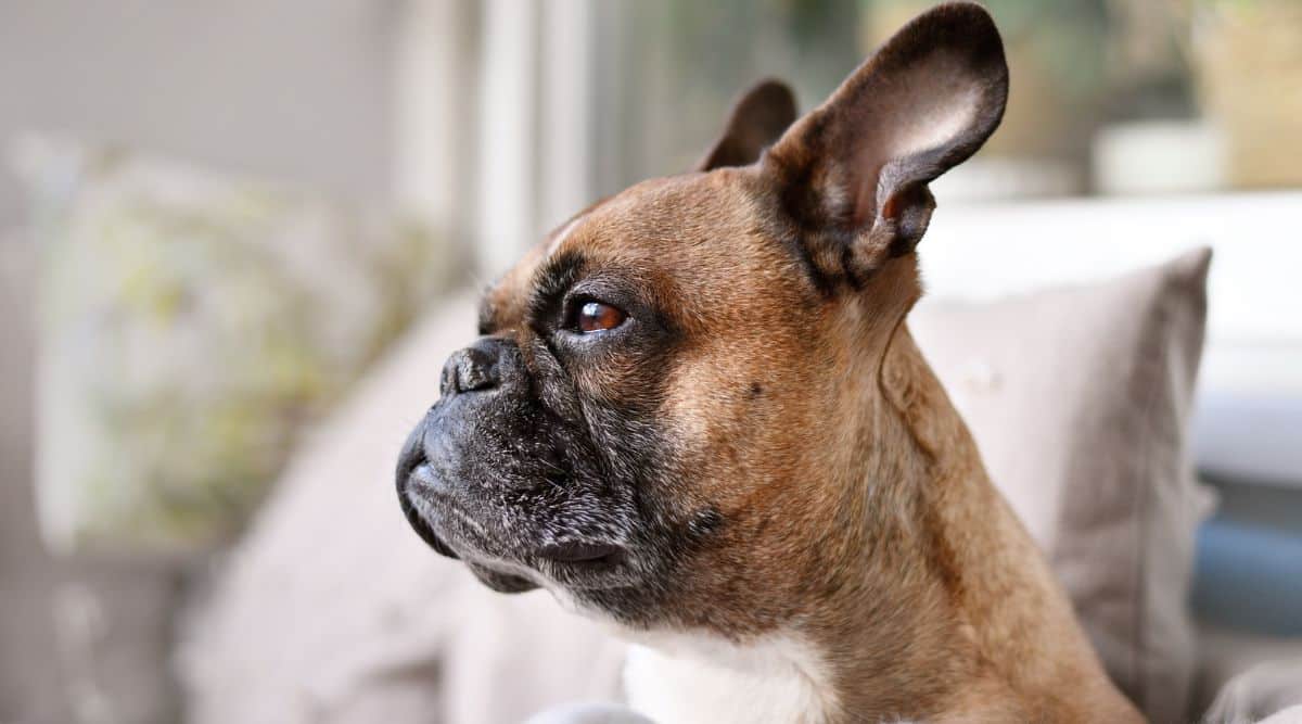 side view of a frenchie with a flat face
