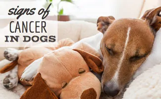 Terrier sleeping with stuffed dog (caption: Signs Of Cancer In Dogs)