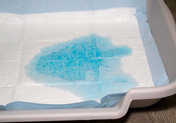 simulating pouring urine on a puppy pee pad inside PuppyGoHere Litter Pan