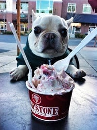 Sir Charles Barkley Dog eating ice cream