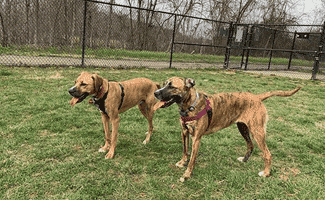 Two dog siblings standing next to each other, looking identical and meeting for the first time in a field