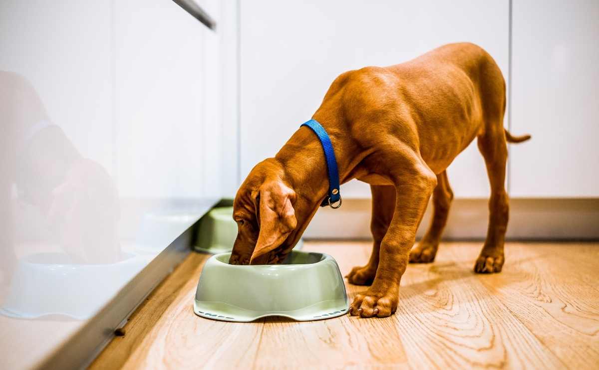 skinny brown puppy dog eating from a green bowl in a white kitchen jpg