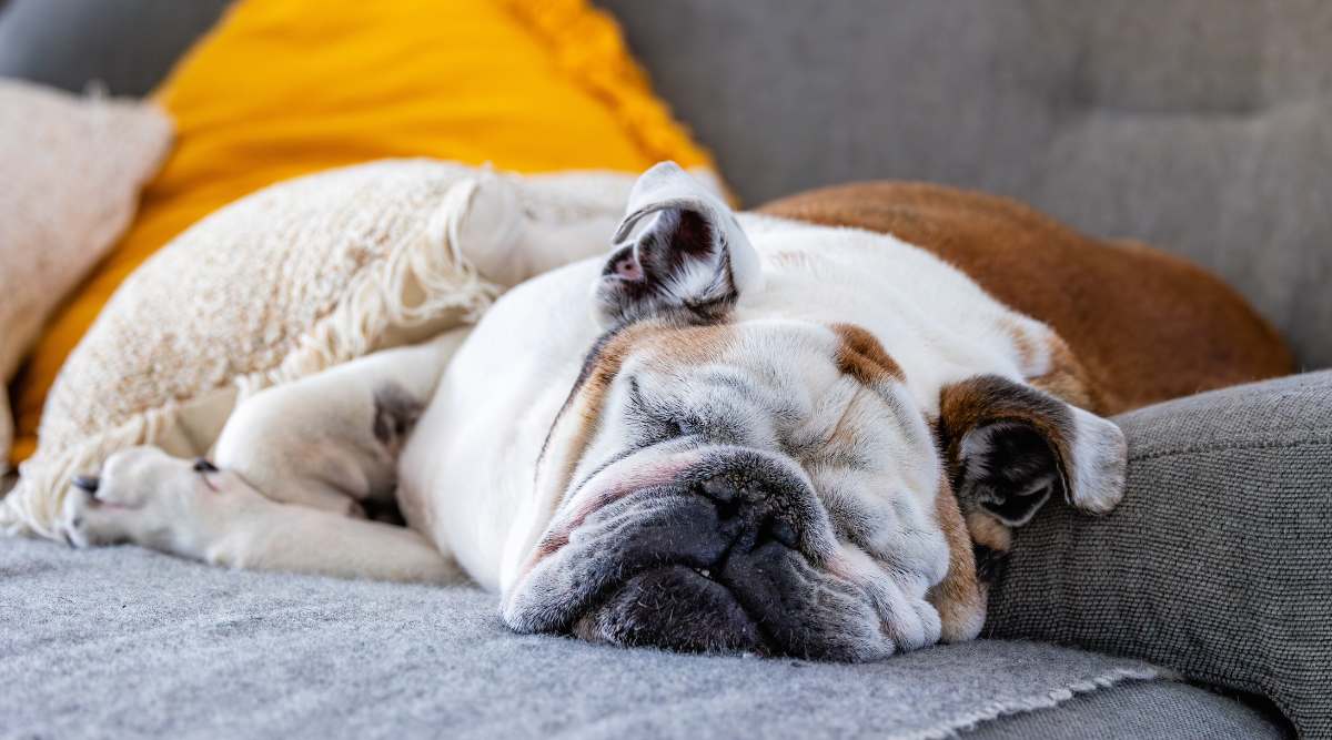 Bulldog sleeping.