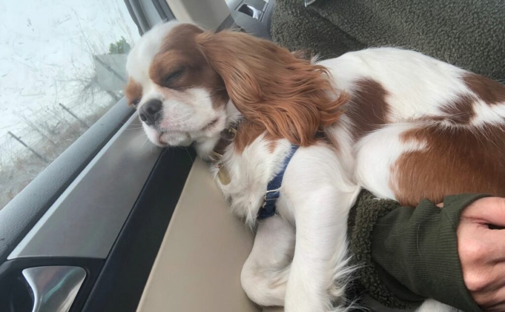 Sleepy dog resting head on car door.