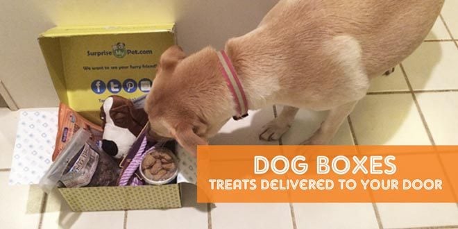 Dog Box Subscriptions: Treats Delivered To Your Door