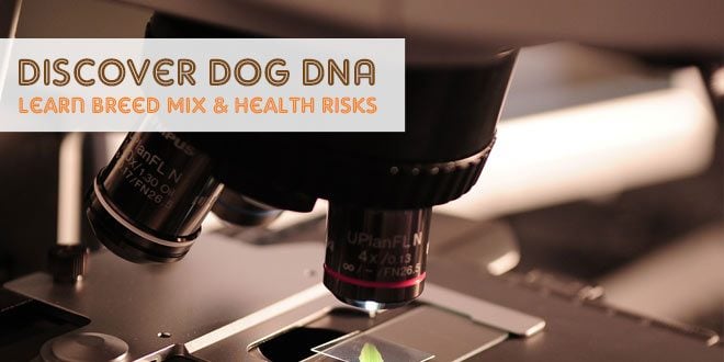 Discover Dog DNA: Learn Breed Mix & Health Risks