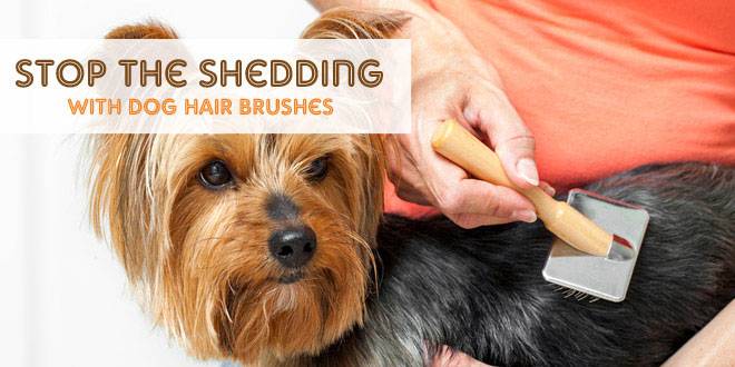 Stop the Shedding With Dog Hair Brushes