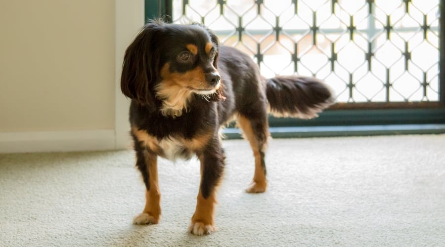 small black dog in a home
