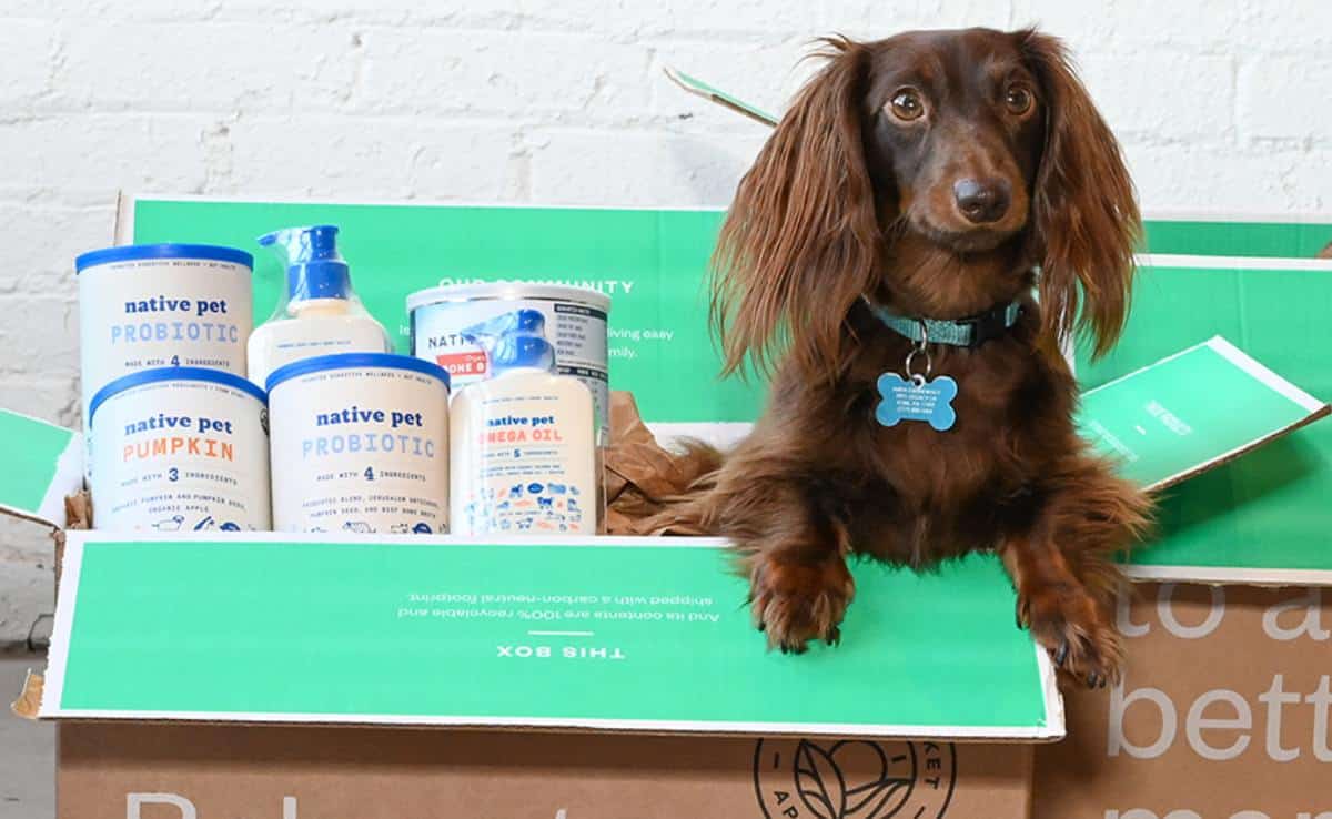 small black dog in box of native dog products