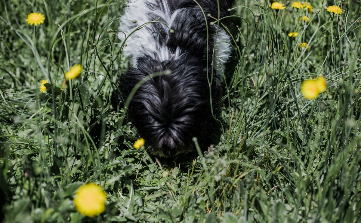 A small black dog sniffs at grass with dandelions