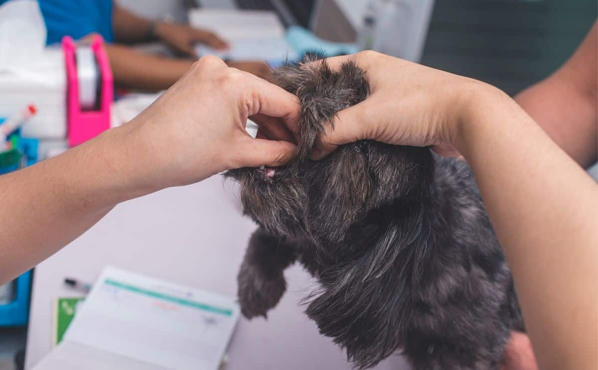 Small dog at vet with something stuck in throat putting hands in mouth.