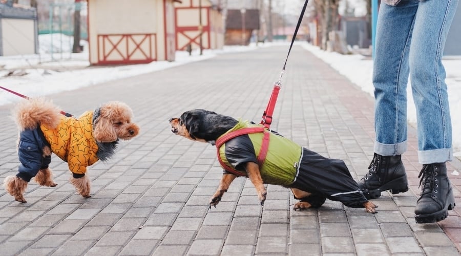Two dogs barking at each other.