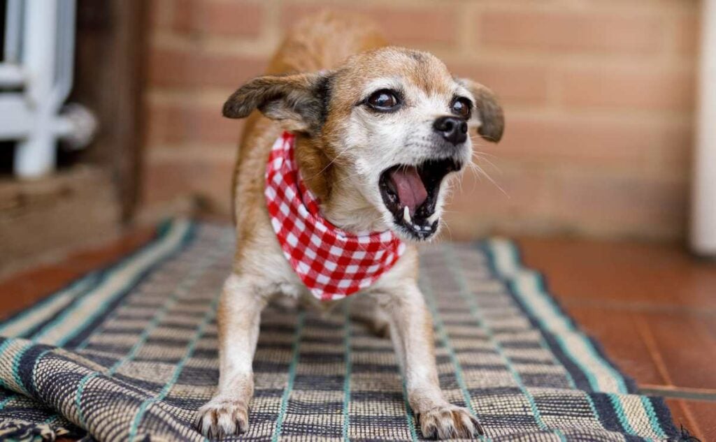 Small dog barking excessively outside.