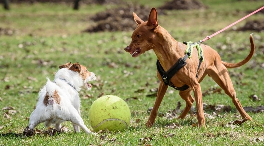 Small Dog Being reactive over a ball