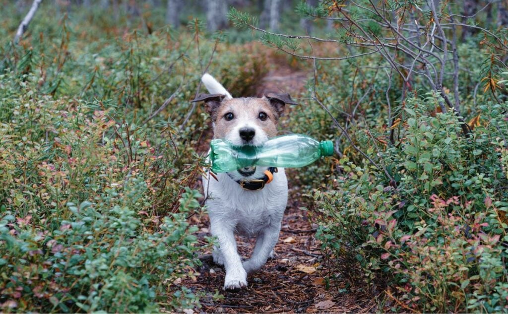 Small dog carrying a plastic bottle in mouth outside.