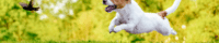 small dog chasing a bird outside in the grass