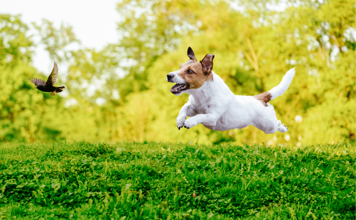 small dog chasing a bird outside in the grass