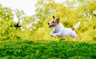 Small dog chasing bird in yard